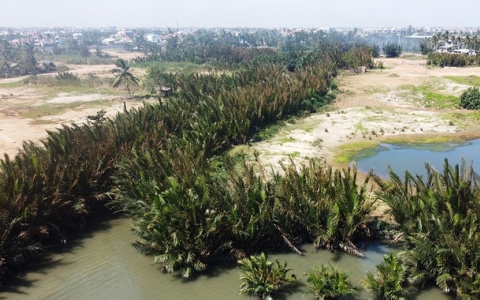Quảng Nam rút đề nghị chuyển mục đích sử dụng đất rừng dừa để xây đô thị